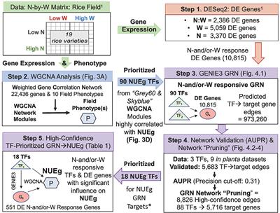 Validation of a high-confidence regulatory network for gene-to-NUE phenotype in field-grown rice